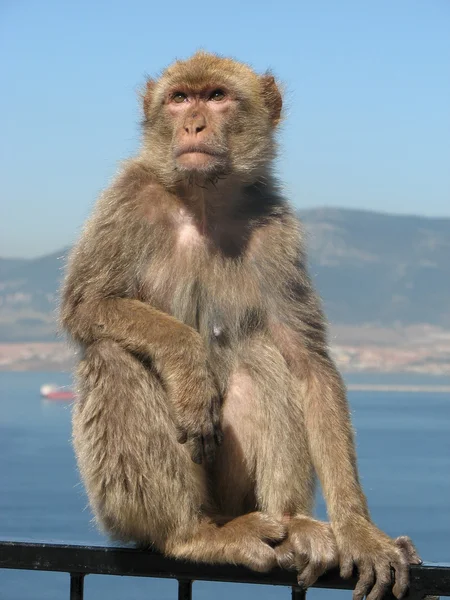 Barbary Ape — Stock Photo, Image