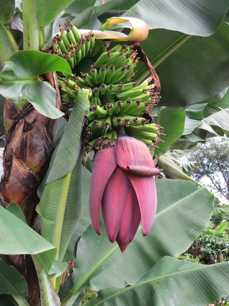 Planta de banana — Fotografia de Stock