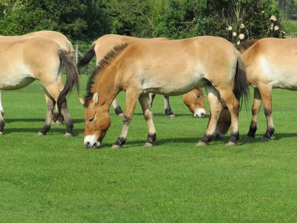 Лошади Пржевальского — стоковое фото
