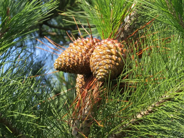 Pine Cone — Stock Photo, Image