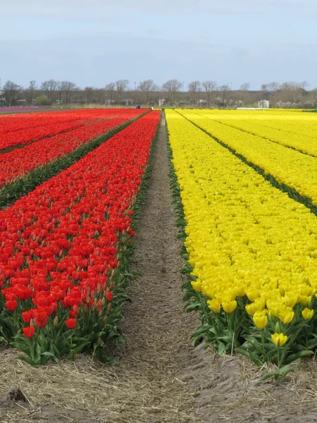 Blumen — Stockfoto