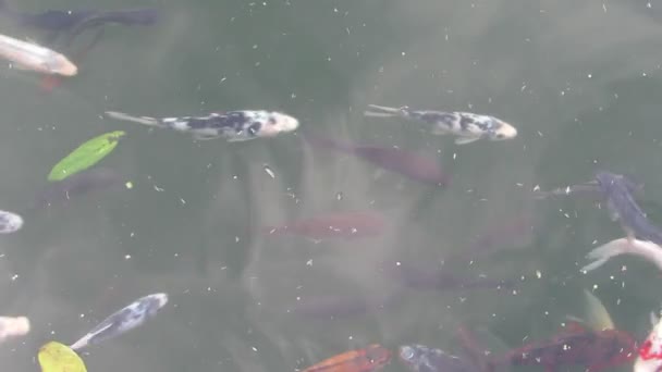 Balık — Stok video