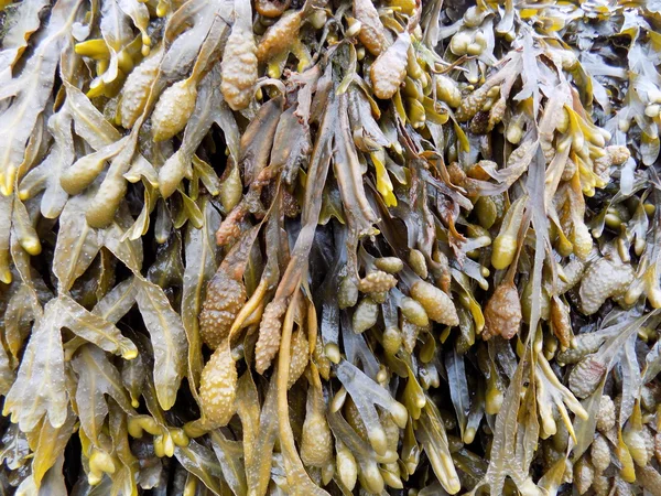 Bladdewrack yosun