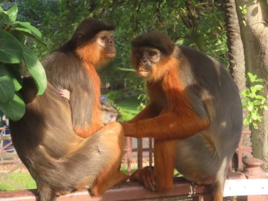 Batı kırmızı kolobusu (