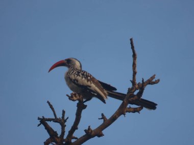 Batı kırmızı gagalı boynuz gagalı gagası (Tockus kempi), Sahra altı Afrika 'nın savanalarında ve ormanlarında bulunur..