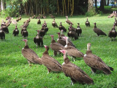 Kapüşonlu akbaba (Necrosyrtes monachus), Afrika 'ya özgü eski bir akbaba türüdür. Bu akbaba, Afrika 'nın şehir merkezleri ve savanaları boyunca geniş bir alana yayılmış durumda..