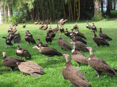 Kapüşonlu akbaba (Necrosyrtes monachus), Afrika 'ya özgü eski bir akbaba türüdür. Bu akbaba, Afrika 'nın şehir merkezleri ve savanaları boyunca geniş bir alana yayılmış durumda..