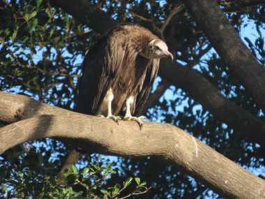 Kapüşonlu akbaba (Necrosyrtes monachus), Afrika 'ya özgü eski bir akbaba türüdür. Bu akbaba, Afrika 'nın şehir merkezleri ve savanaları boyunca geniş bir alana yayılmış durumda..