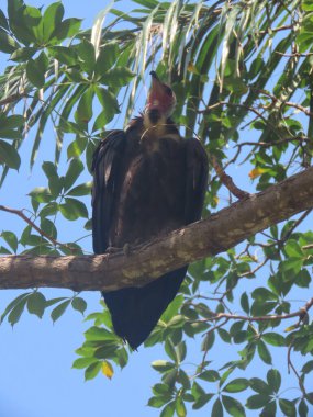 Kapüşonlu akbaba (Necrosyrtes monachus), Afrika 'ya özgü eski bir akbaba türüdür. Bu akbaba, Afrika 'nın şehir merkezleri ve savanaları boyunca geniş bir alana yayılmış durumda..