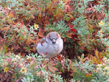 Renkli bir çalı tünemiş serçe.