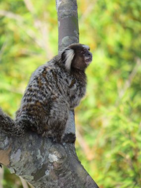 Güney Amerika Marmoset maymun