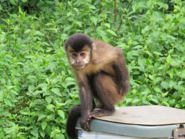 Monkey Searching for a Meal — Stock Photo, Image