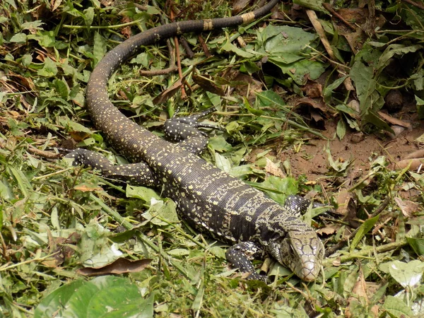 Lizard on Forest Floor — Stock Photo, Image