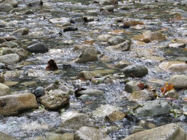 Akış bir çakıl taşı arka plan dolu.