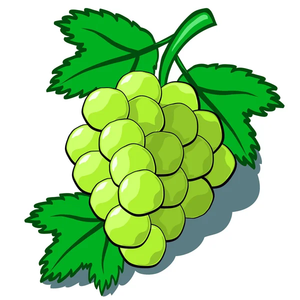 Zöld szőlő — Stock Vector