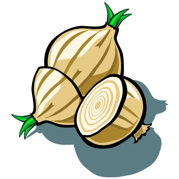 Cebolla y rebanada — Vector de stock