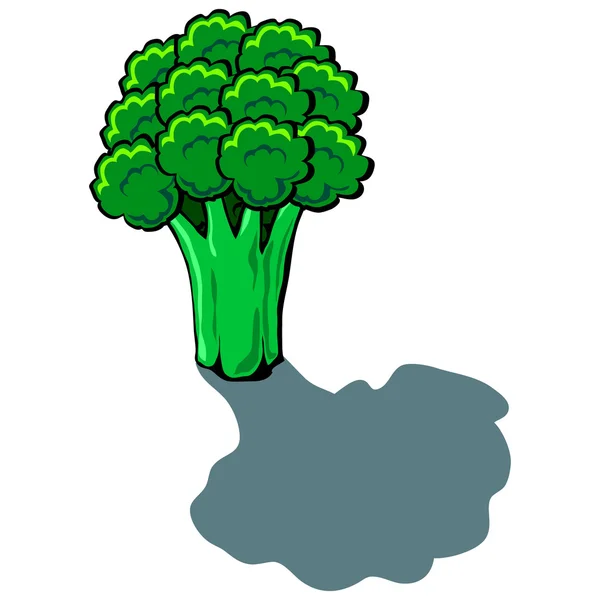 Brocolli — Image vectorielle