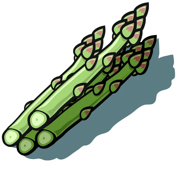 Asparagus — Stock Vector