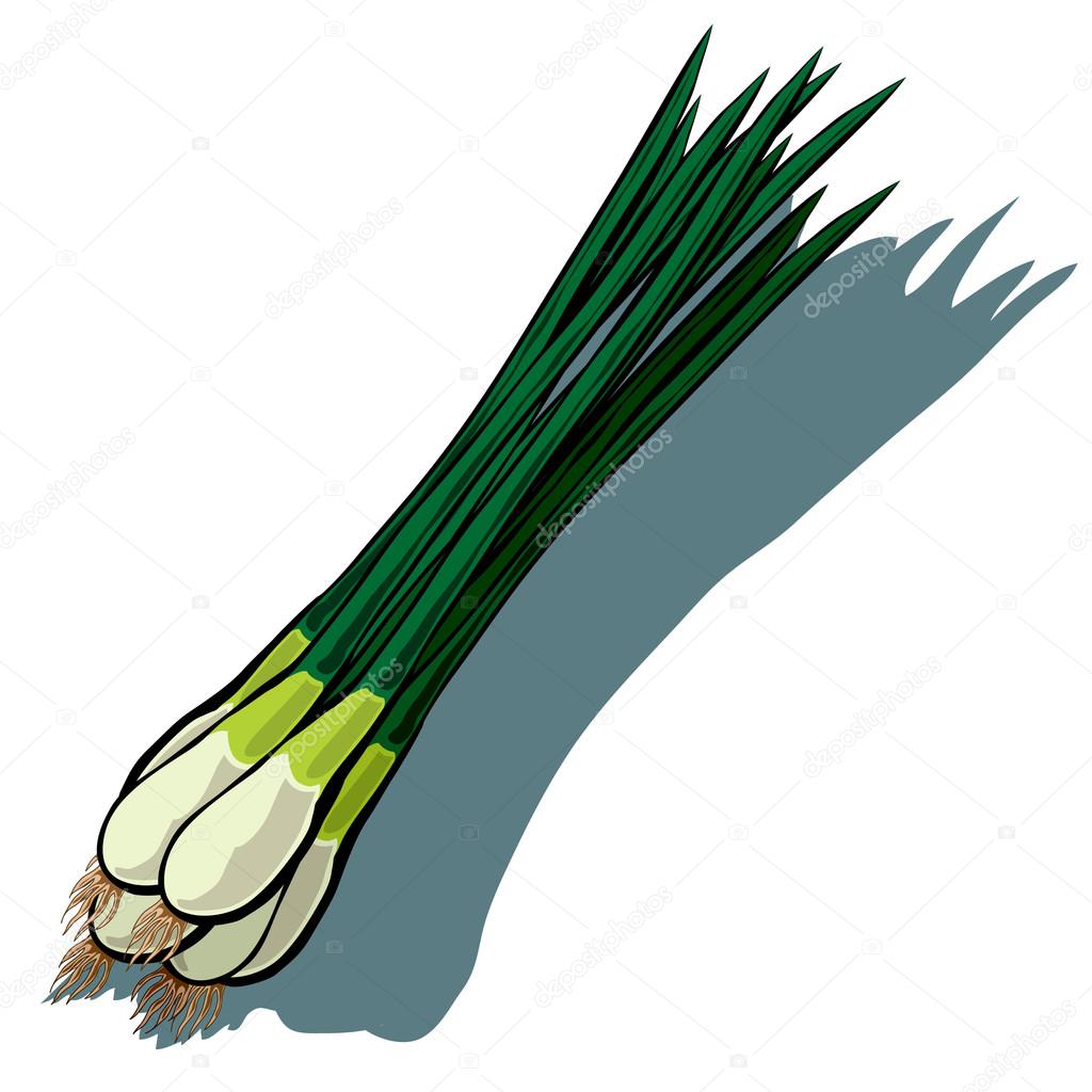 Spring Onion, Scallion