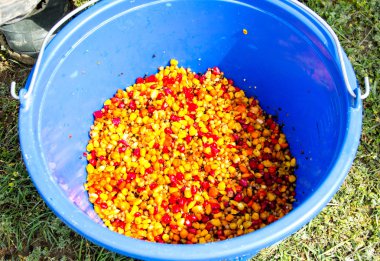 Bir kova haşlanmış renkli Mısır