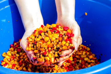 Bir kova haşlanmış renkli Mısır