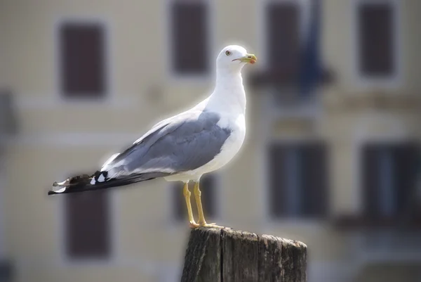 威尼斯人鸽 — 图库照片