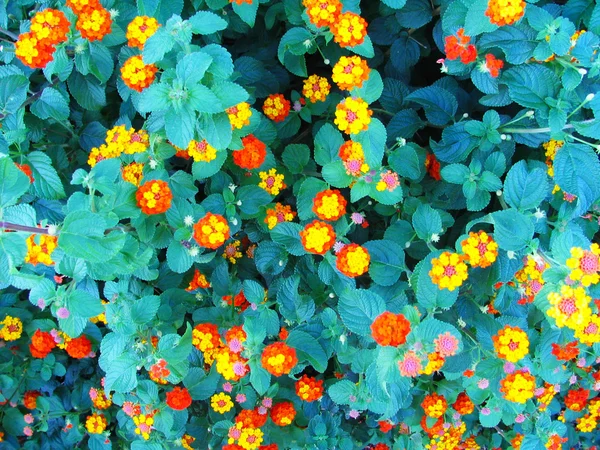Πολύχρωμα Ανοιξιάτικα λουλούδια — Φωτογραφία Αρχείου