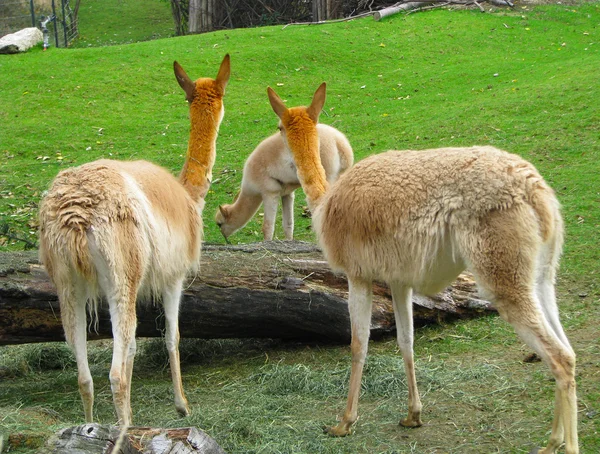 Lamas-Familie — Stockfoto