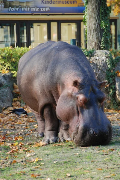 Hippo. —  Fotos de Stock