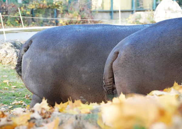 Hippo. — Foto de Stock