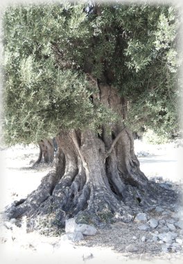 zeytin ağacı