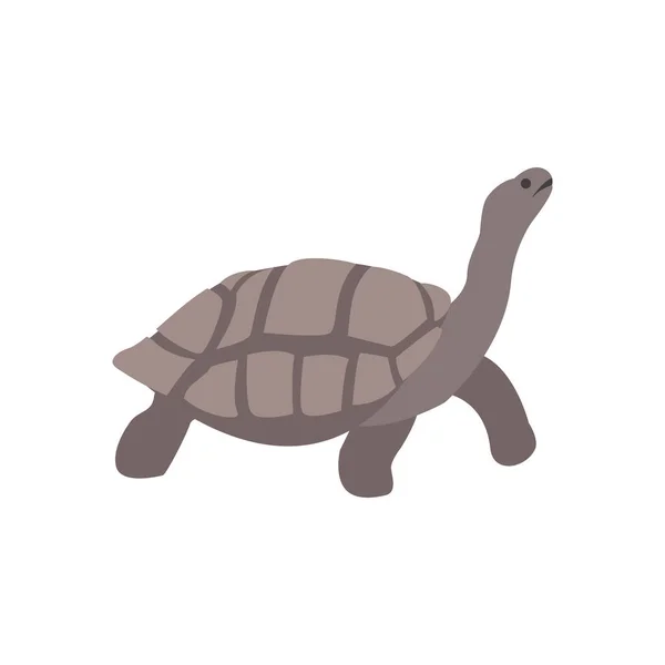 갈라파고스큰 거북. — 스톡 벡터