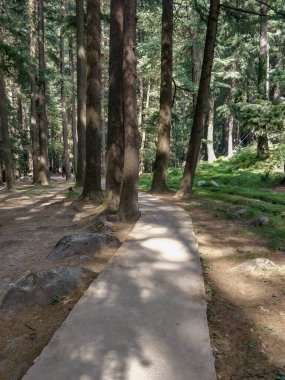 Manali Hindistan 'daki çam ormanı doğal parkında yürüyüş yapanlar için dar bir yol..