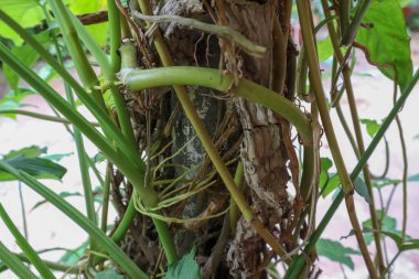 Bir direğin desteğiyle büyüyen bitkiler..