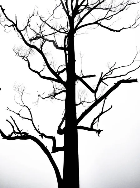 Arbre Noir Blanc Sans Feuilles — Photo