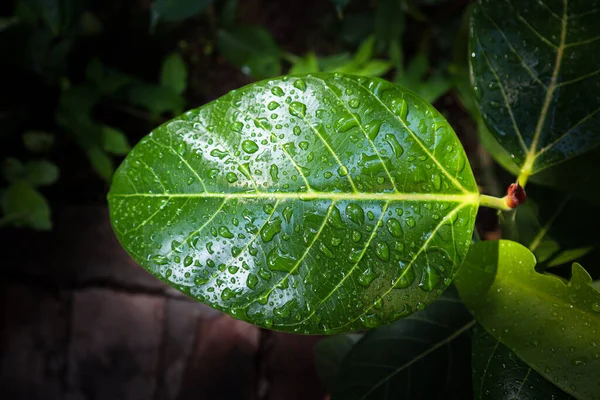 Rain Water Droplets Green Leaf Sparkling Drops Sun Light Beautiful — Stock Photo, Image