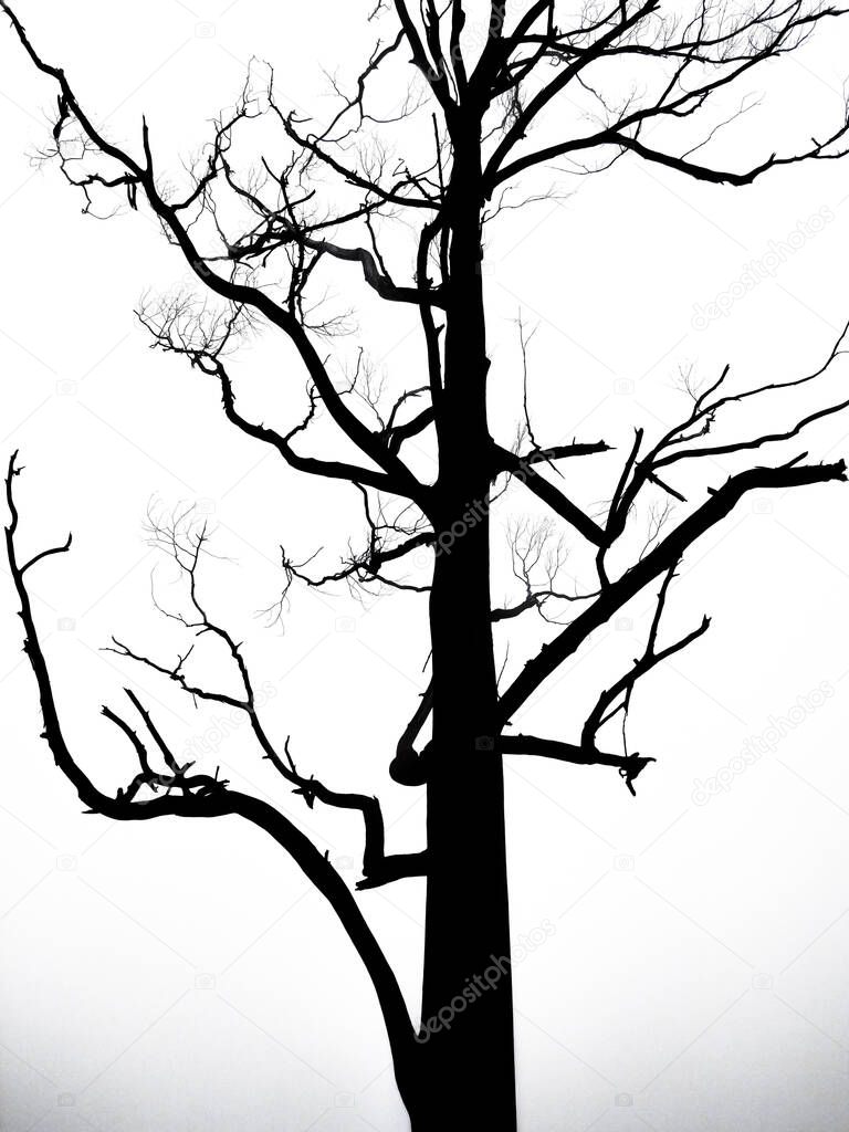 Beautiful black and white tree without leaves