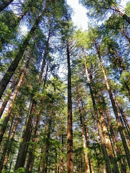 Schöne Hohe Bäume Einem Epischen Pinienwald Manali Naturpark — Stockfoto