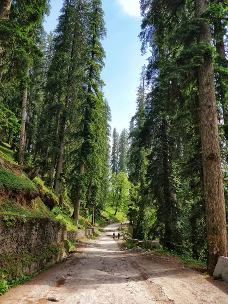 Manali India June 16Th 2019 Όμορφος Χωματόδρομος Ανάμεσα Ψηλά Δέντρα — Φωτογραφία Αρχείου
