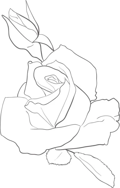 Róży Sztuce Linii Wektorowej Ręcznie Rysować Pojedyncze Ilustracje — Wektor stockowy