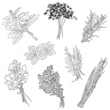 Bitki ve baharat pişiriyorum. Vintage vektör çizimi, el çizimi, doodle biçimi