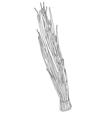 Yeşil Soğan Vektörü illüstrasyonu. El çizimi, izole edilmiş.