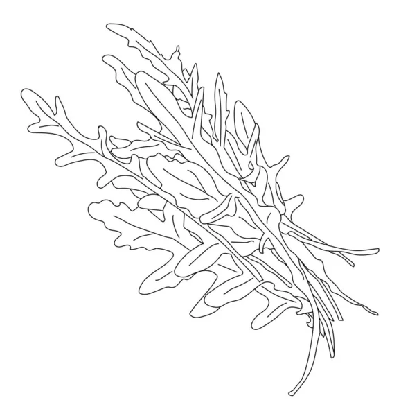 Ręcznie rysowany szkic stylu rukoli. Ilustracja wektora izolowana na białym tle. — Wektor stockowy