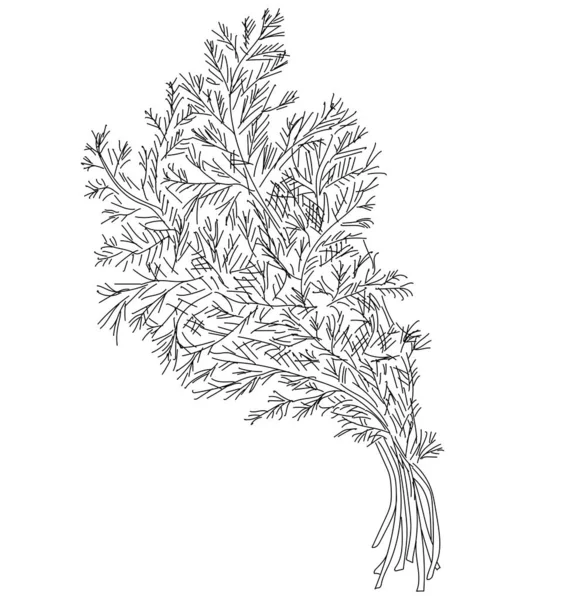 Ilustracja koperku wektora odizolowana. Ręczne rysowanie szkicu rośliny aromatycznej. — Wektor stockowy