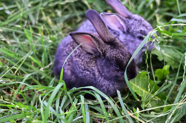 Šedý králík — Stock fotografie