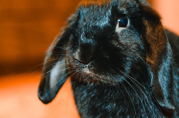 검은 토끼 — 스톡 사진