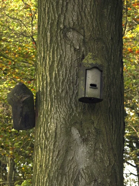 Nistkästen Baum Für Vögel — Stockfoto