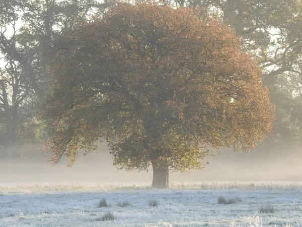 Swindon Park Gün Doğumunda Sisli Bir Sonbahar Sabahı Sisinde Bir — Stok fotoğraf