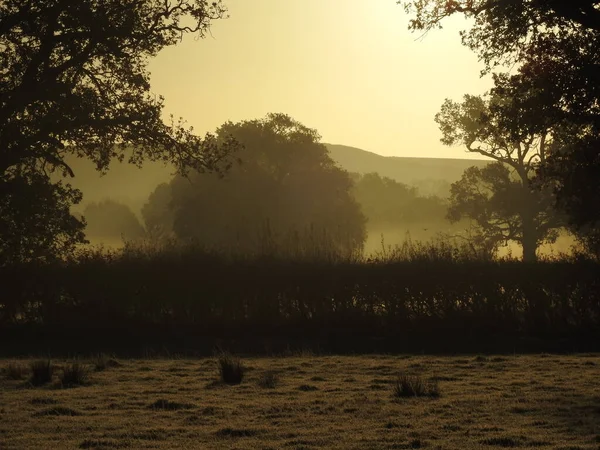 Silhueta Uma Árvore Nevoeiro Manhã Outono Nevoeiro Nascer Sol Swindon — Fotografia de Stock