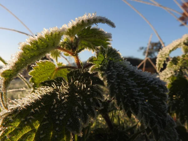 Urtica Dioica Pokrzywa Pokryta Mrozem — Zdjęcie stockowe